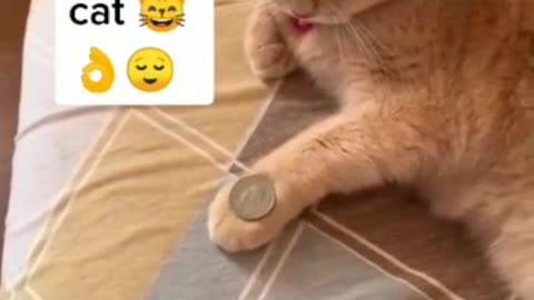 Cat 🐱 funny videos