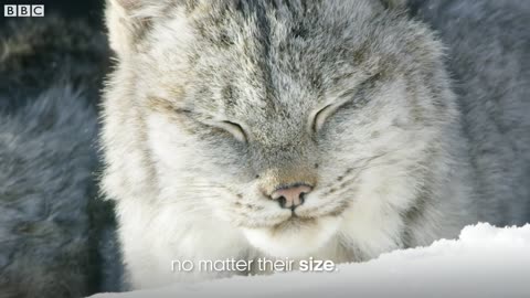 Big Cats Are JUST Like Little Cats | Seven Worlds, One Planet | BBC Earth