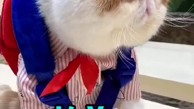 Lovely cat,black cat,cats funny cat,cute and funny cat