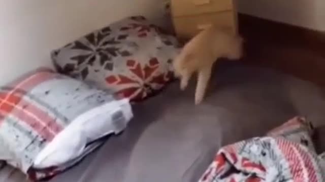 I throw the cat away from the bed sheet, then it comes and then I throw it away