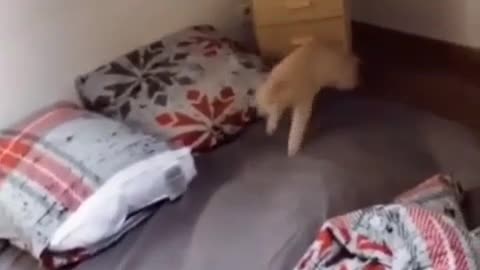 I throw the cat away from the bed sheet, then it comes and then I throw it away