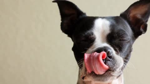 Basic Dog Training TOP 10 Essential Commands