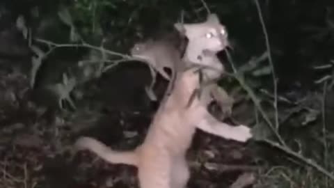 The cat catch mice