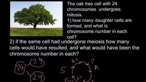 Mitosis and meiosis