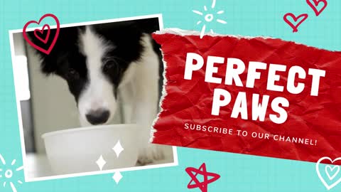 Pets de Estimação