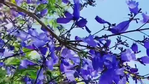 blue flower sea