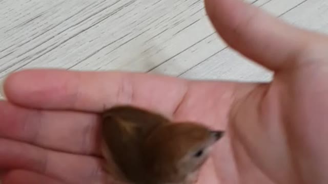 Parrotbill that fly to me when I call the bird's name