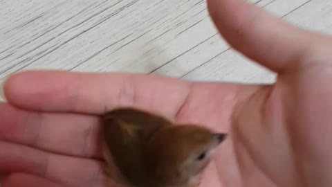 Parrotbill that fly to me when I call the bird's name