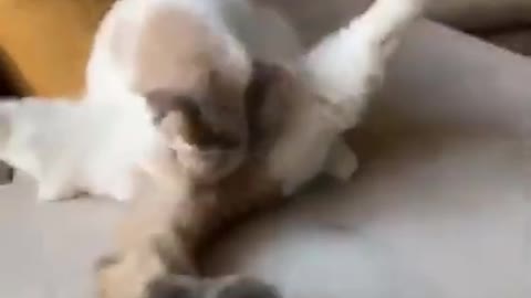 what are doining in your cate funny videos