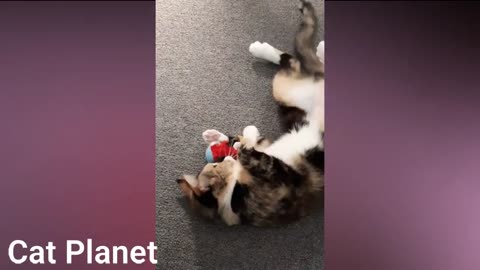 funny cats laugh a lot
