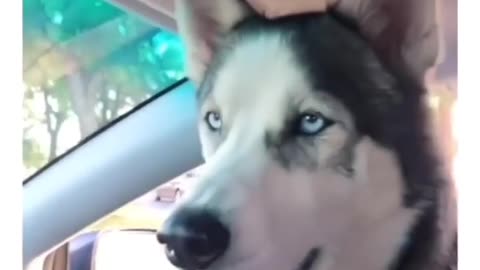 dogs in love