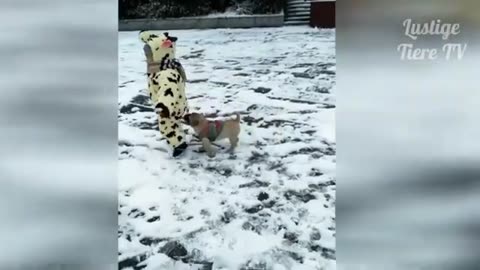 Lustige Tiere videos