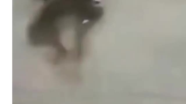 Cute animals comedy