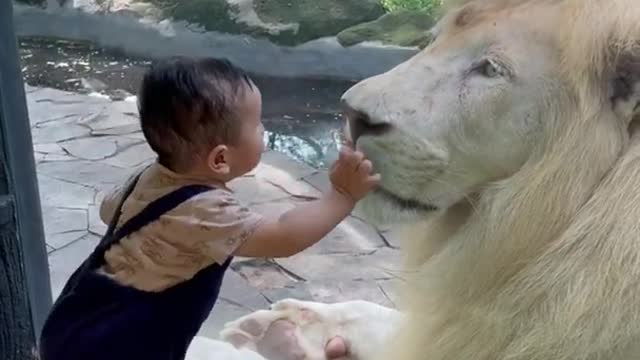 Moments cute baby meets white lion