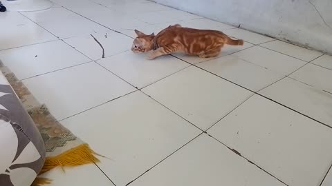 Cat orange