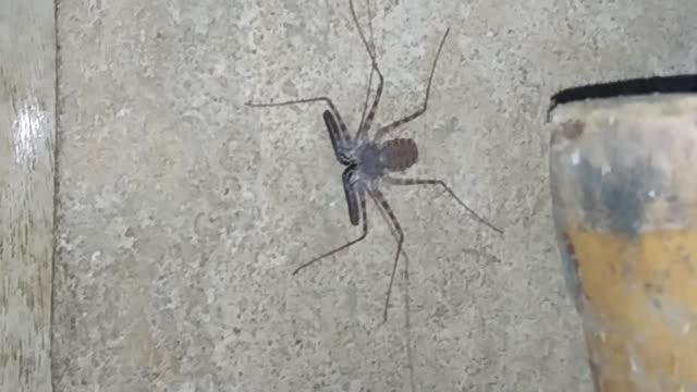 What Kind of Spider It Is?