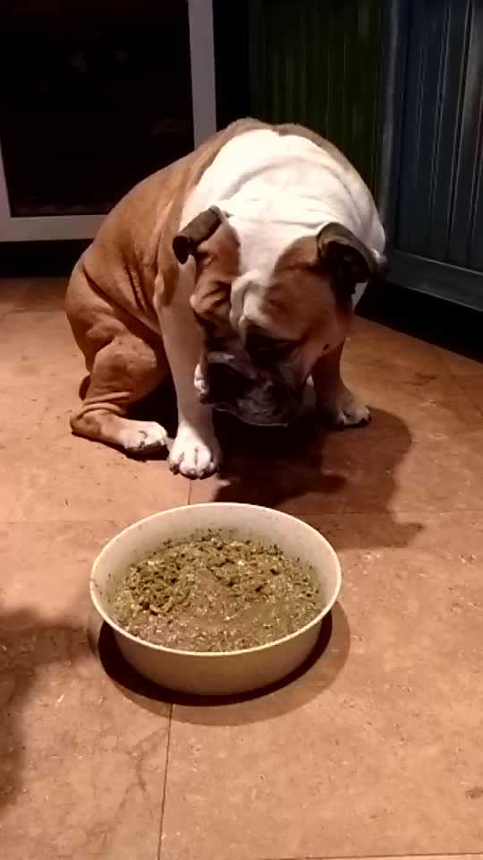 Slow motion bulldog