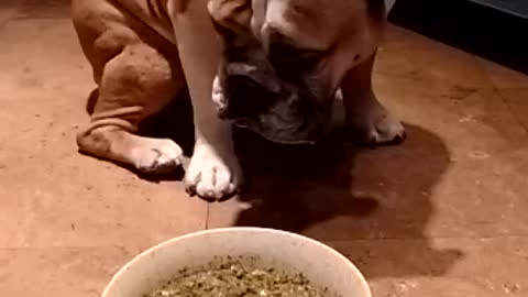 Slow motion bulldog