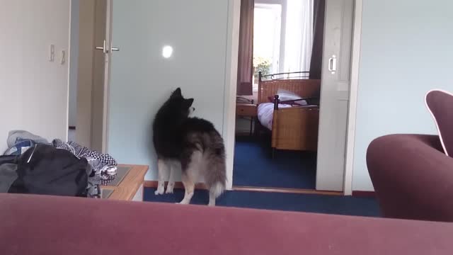 A little play with the highlight on the wall with the Husky