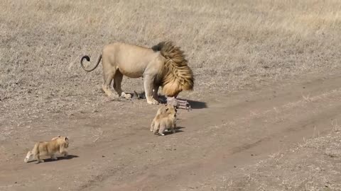 Lion Dad Tries to Ditch His Kids