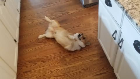 I Shot My Wife's Dog