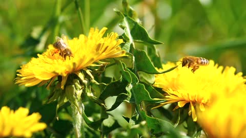 Bees flapping golden wings