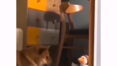 cute dog part 9