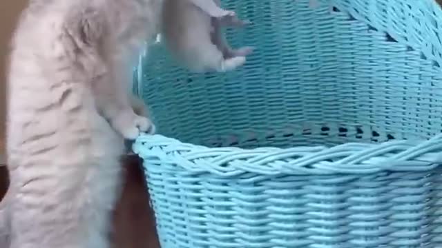 kitten meowing meow meow