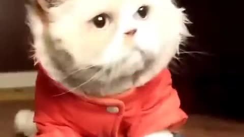 cat dance