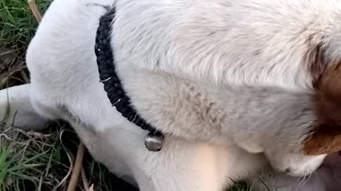 This enjoy dog vedio