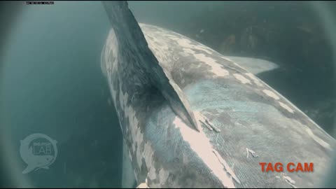 The collision of a gigantic shark with a ship.