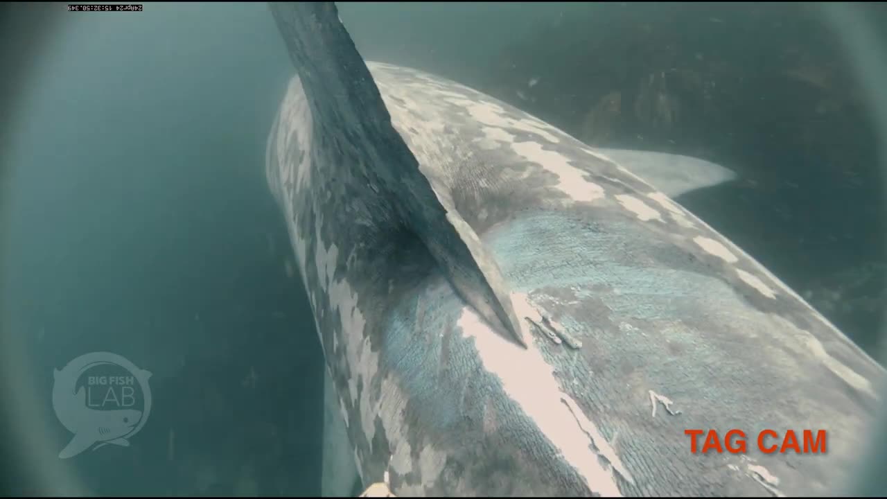 The collision of a gigantic shark with a ship.