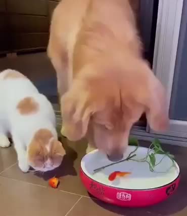 Look at the Behavior of this dog