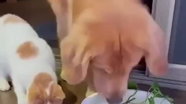 Look at the Behavior of this dog