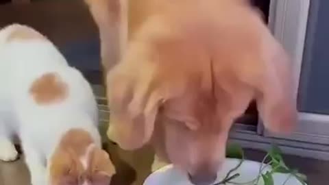 Look at the Behavior of this dog