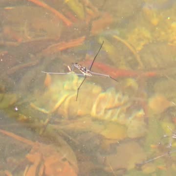 Dead crayfish and water strider / Water strider Running across the water under a dead crayfish.