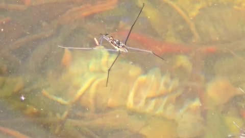 Dead crayfish and water strider / Water strider Running across the water under a dead crayfish.