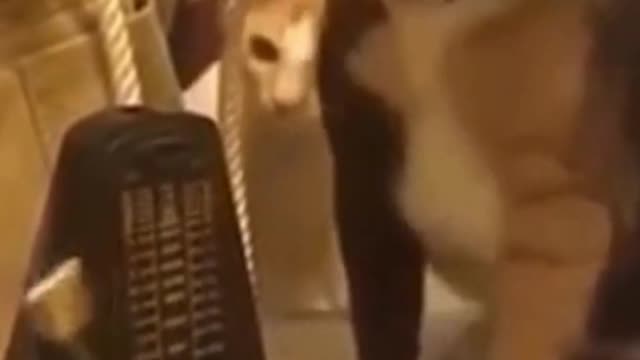 cute dogs being funny