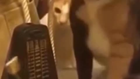 cute dogs being funny