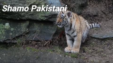 A Very Cute Baby Tiger #shamopakistan
