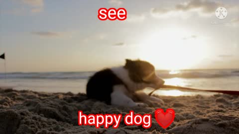 happy dog 🐶 💓💓