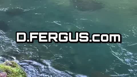 Freeballin for steelhead