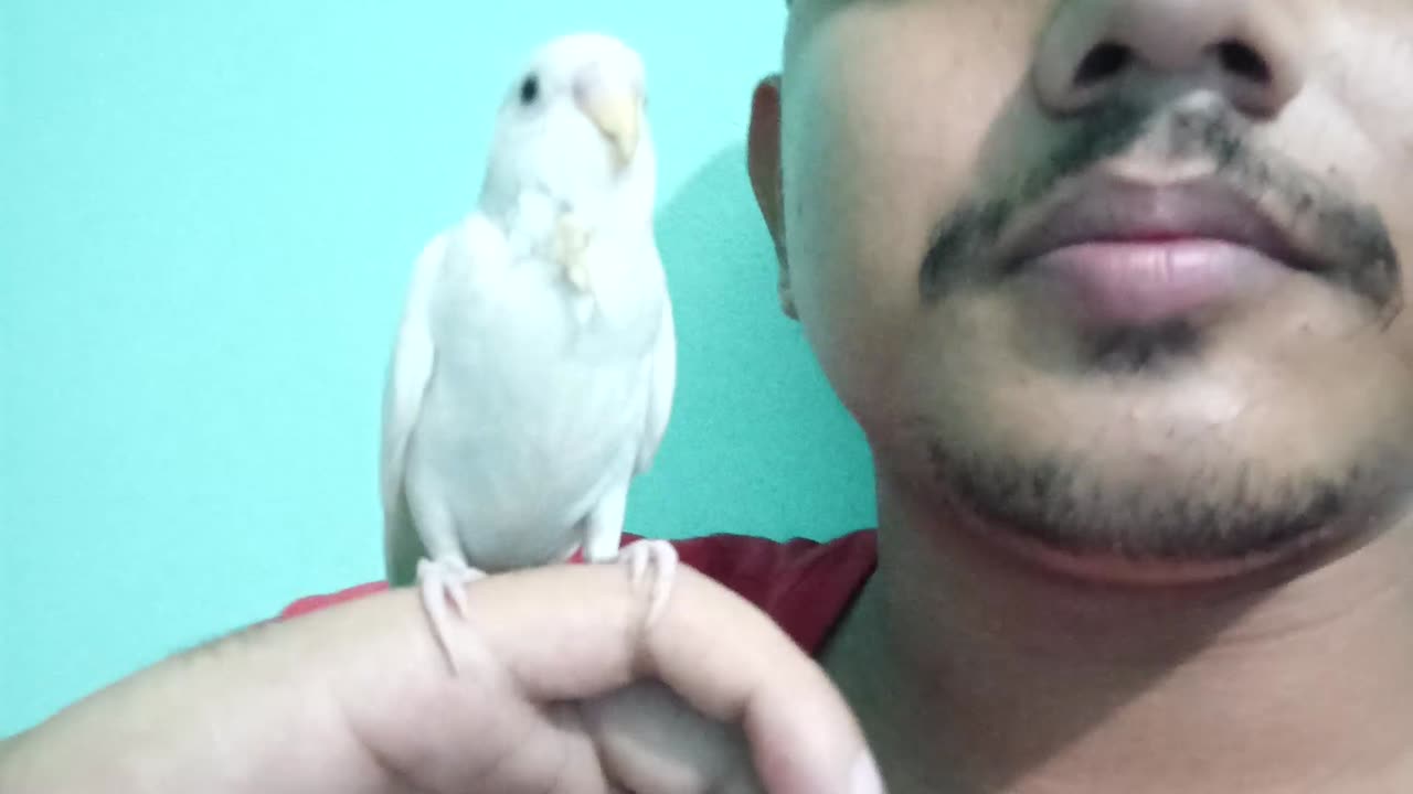 Cute bird vlogs No:-2 || Likhon's worLd || 24 February, 2024