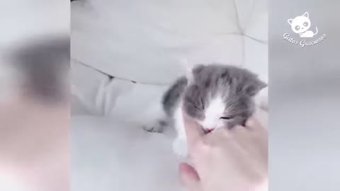 droles-de-chats-video-drole-1