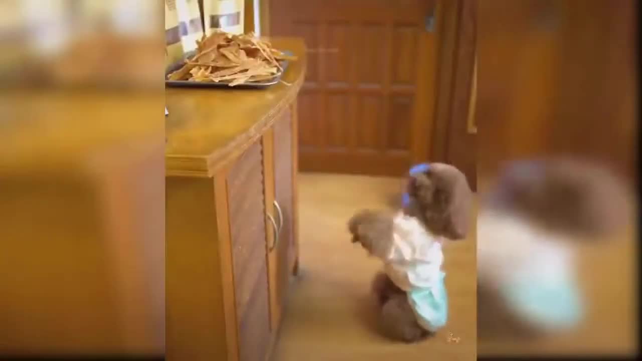🐶 Divertidos cachorros