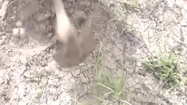 I bet you never seen fish like this!