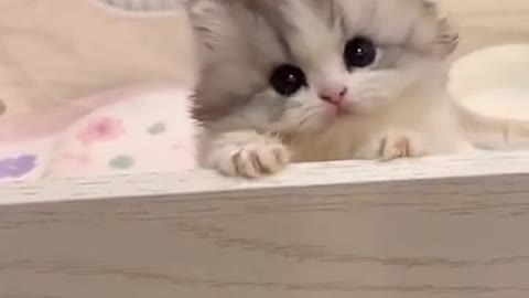 Best Pet Cat of 2021 Funny