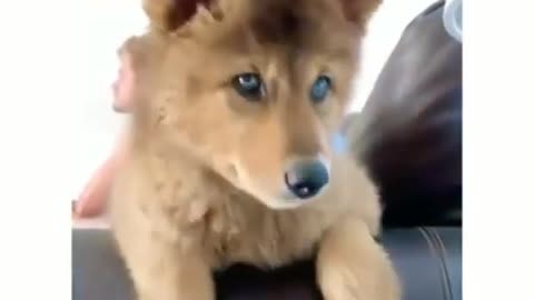 Cutest jump ever 😍 Tag someone who would love this! ❤️⁠