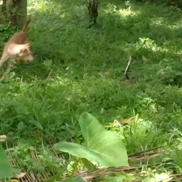 dogs and snakes fighting |#snakes |susan brownmiller| susantha 11 | #shorts