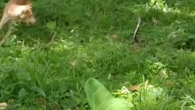 dogs and snakes fighting |#snakes |susan brownmiller| susantha 11 | #shorts